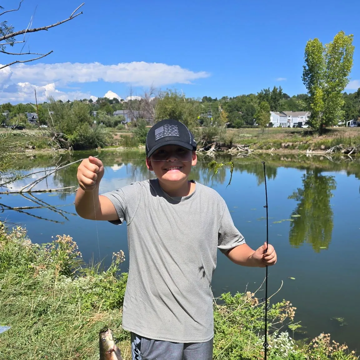 Black bullhead caught on Fishbrain