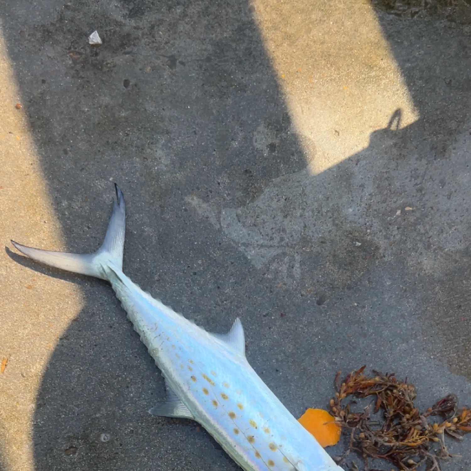 The most recent Spanish mackerel catches on Fishbrain