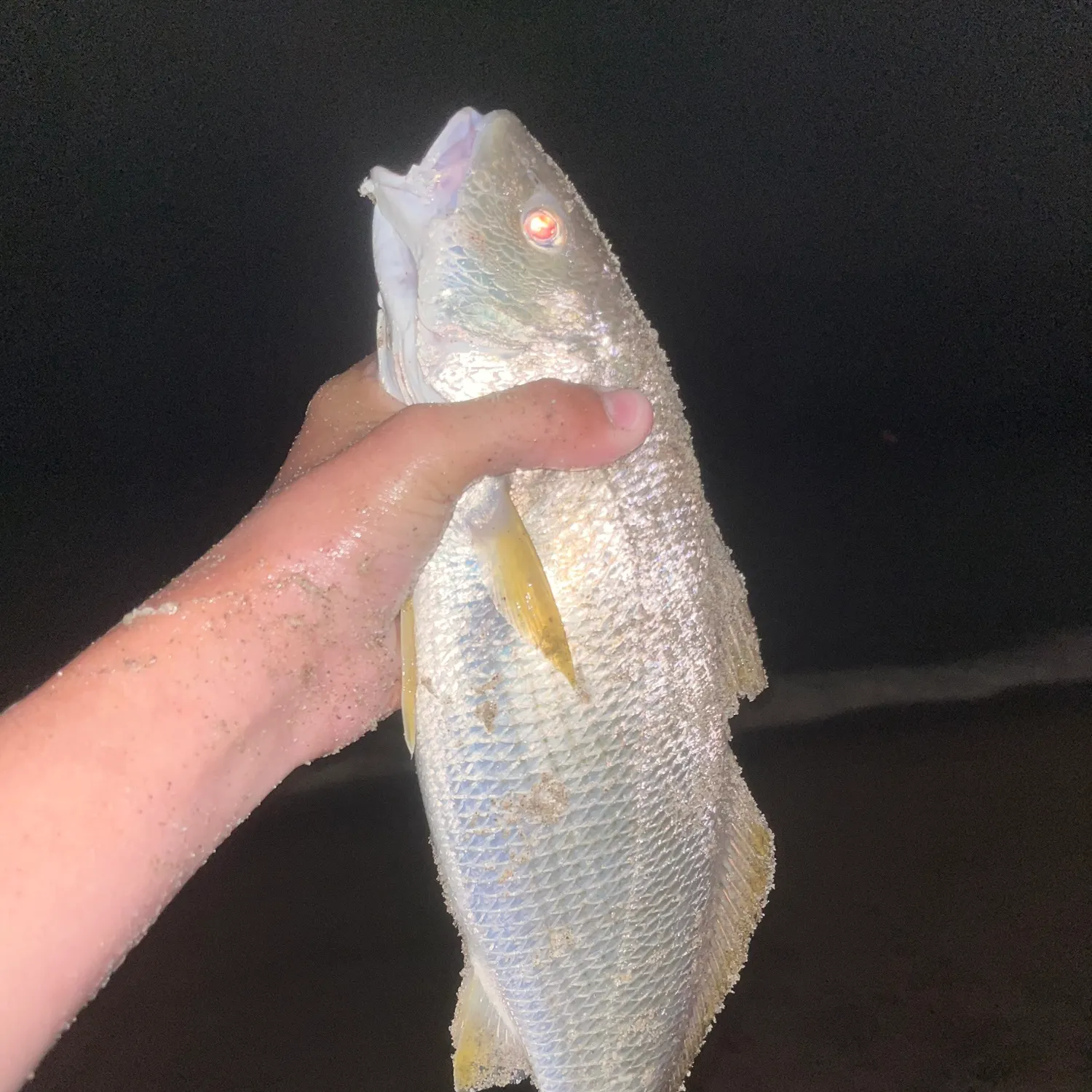 Yellowfin croaker caught on Fishbrain