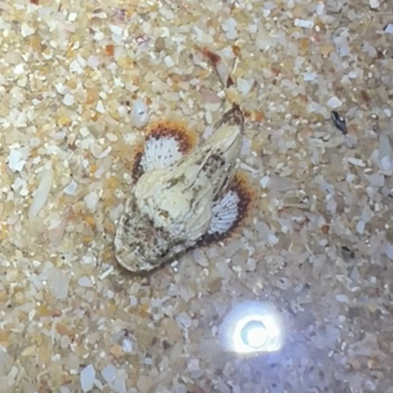 The most recent Pacific spotted scorpionfish catches on Fishbrain