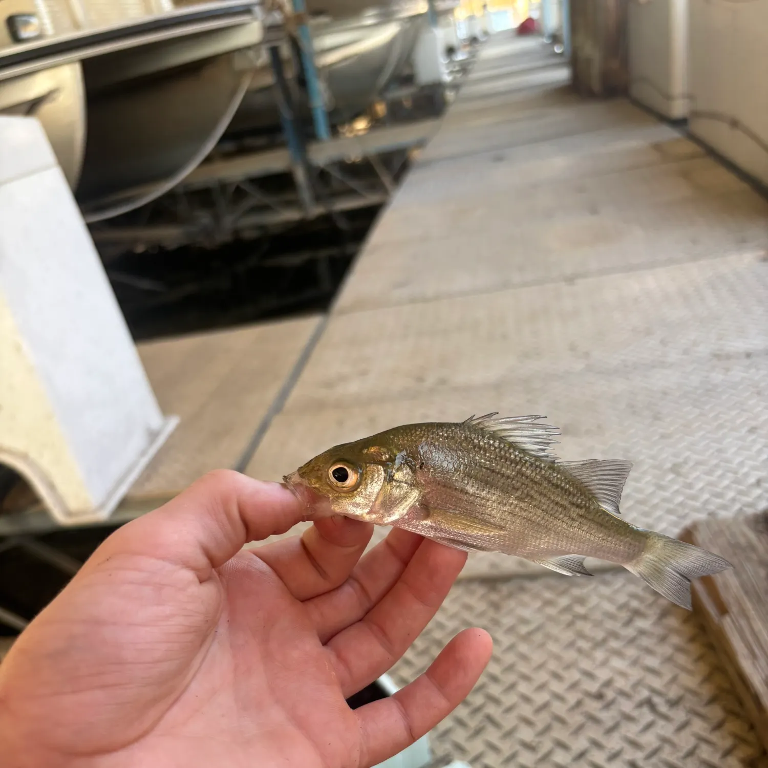 White perch caught on Fishbrain