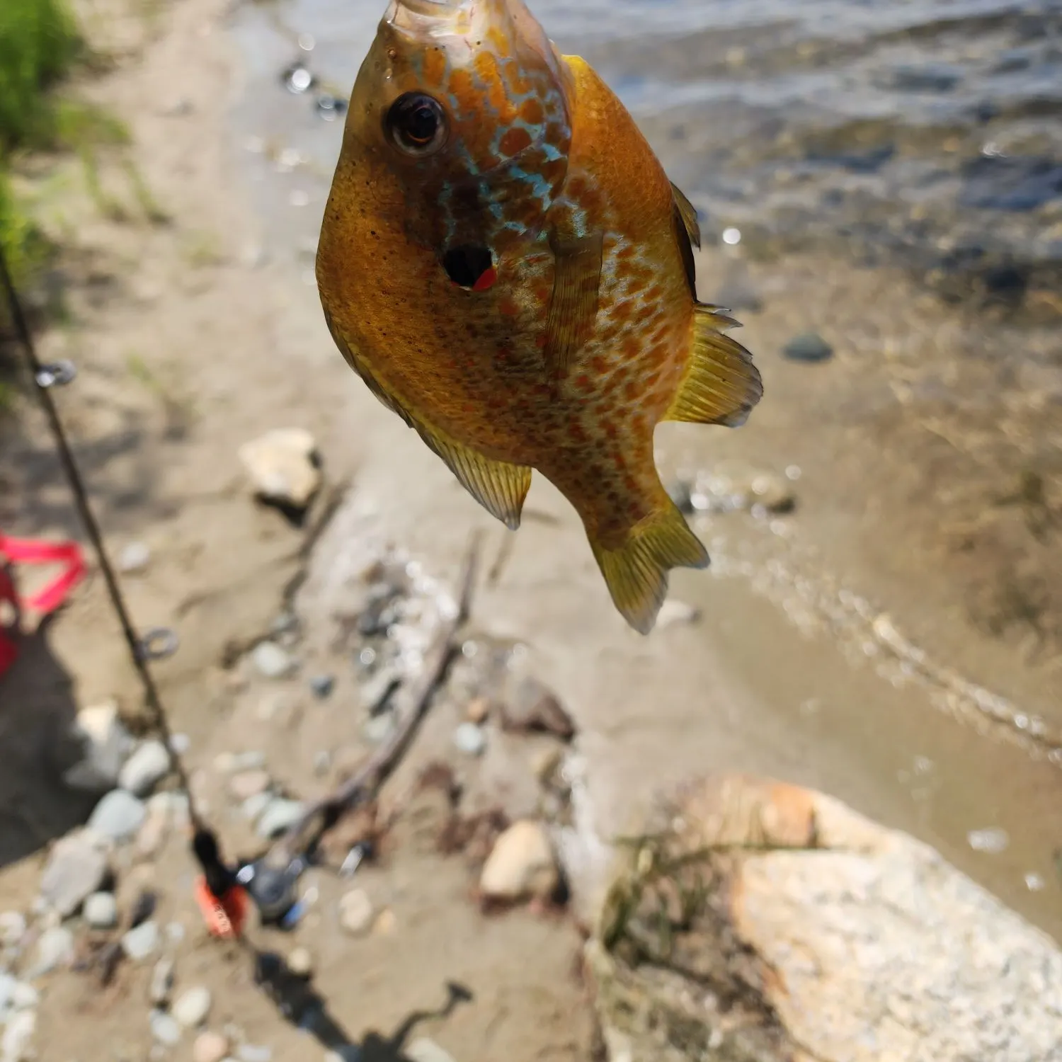 Pumpkinseed caught on Fishbrain