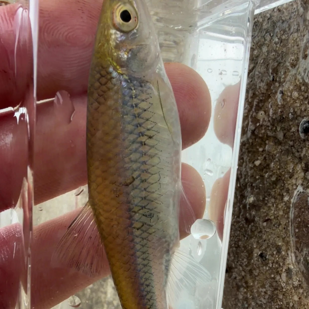 The most recent Apalachicola blacktail shiner catches on Fishbrain