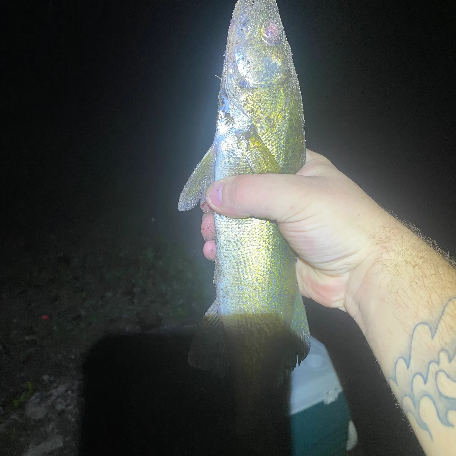 Walleye caught on Fishbrain