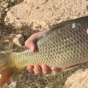 Fish caught on Fishbrain