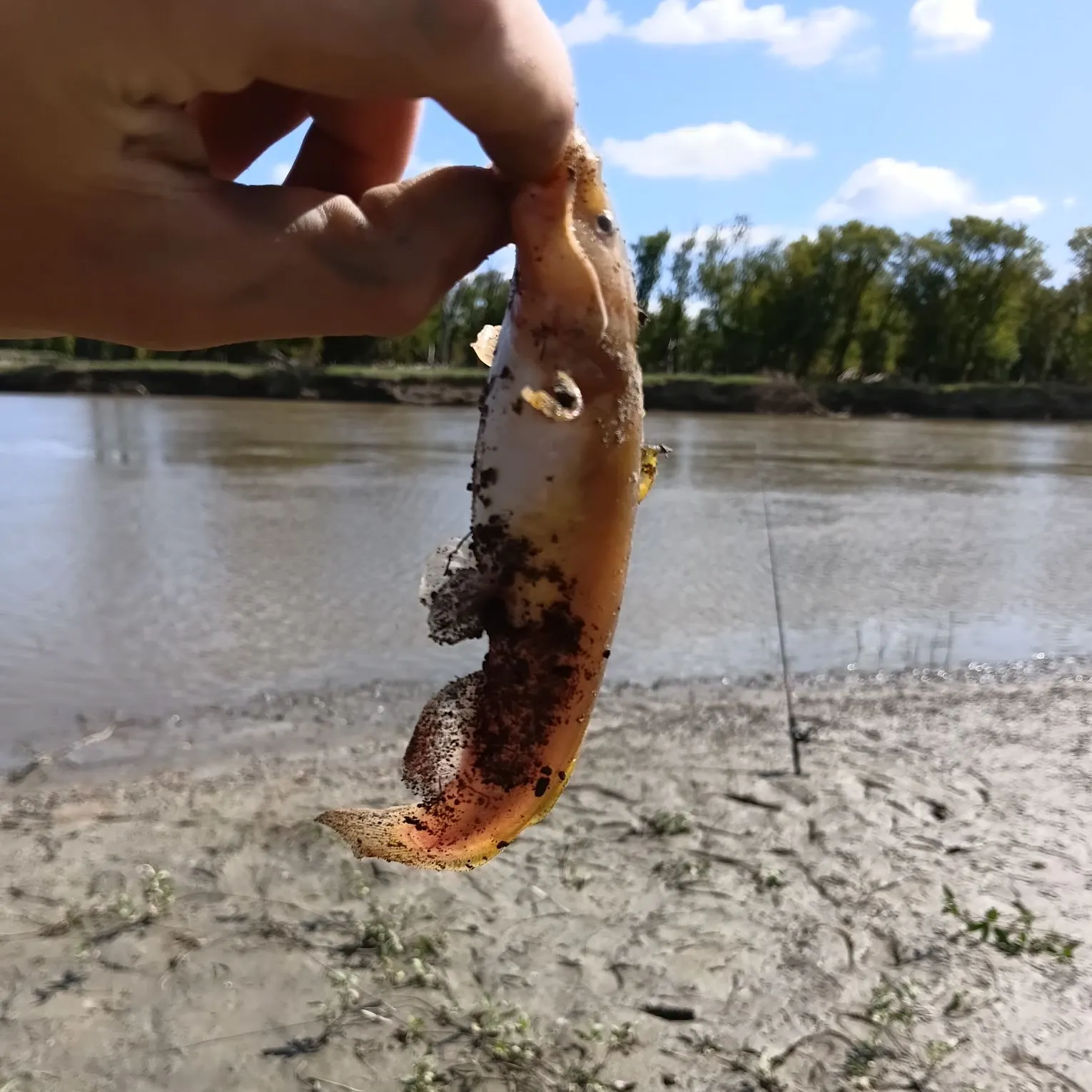 Stonecat caught on Fishbrain