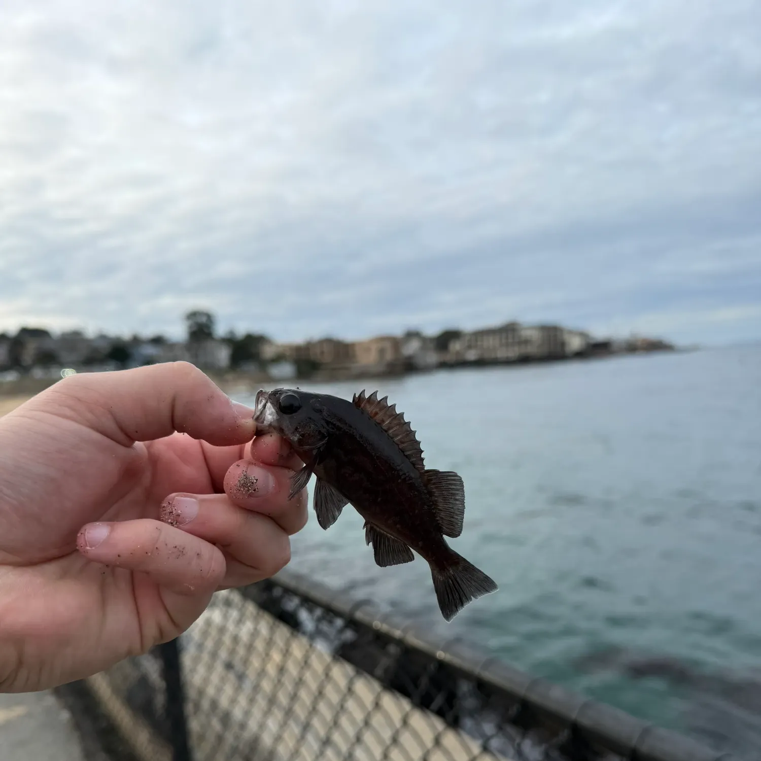 The most recent Blue rockfish catches on Fishbrain