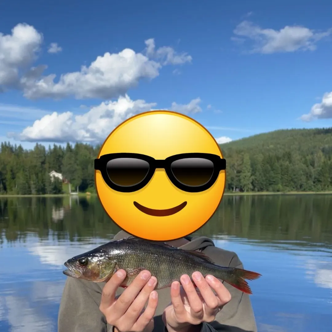 The most recent European perch catches on Fishbrain