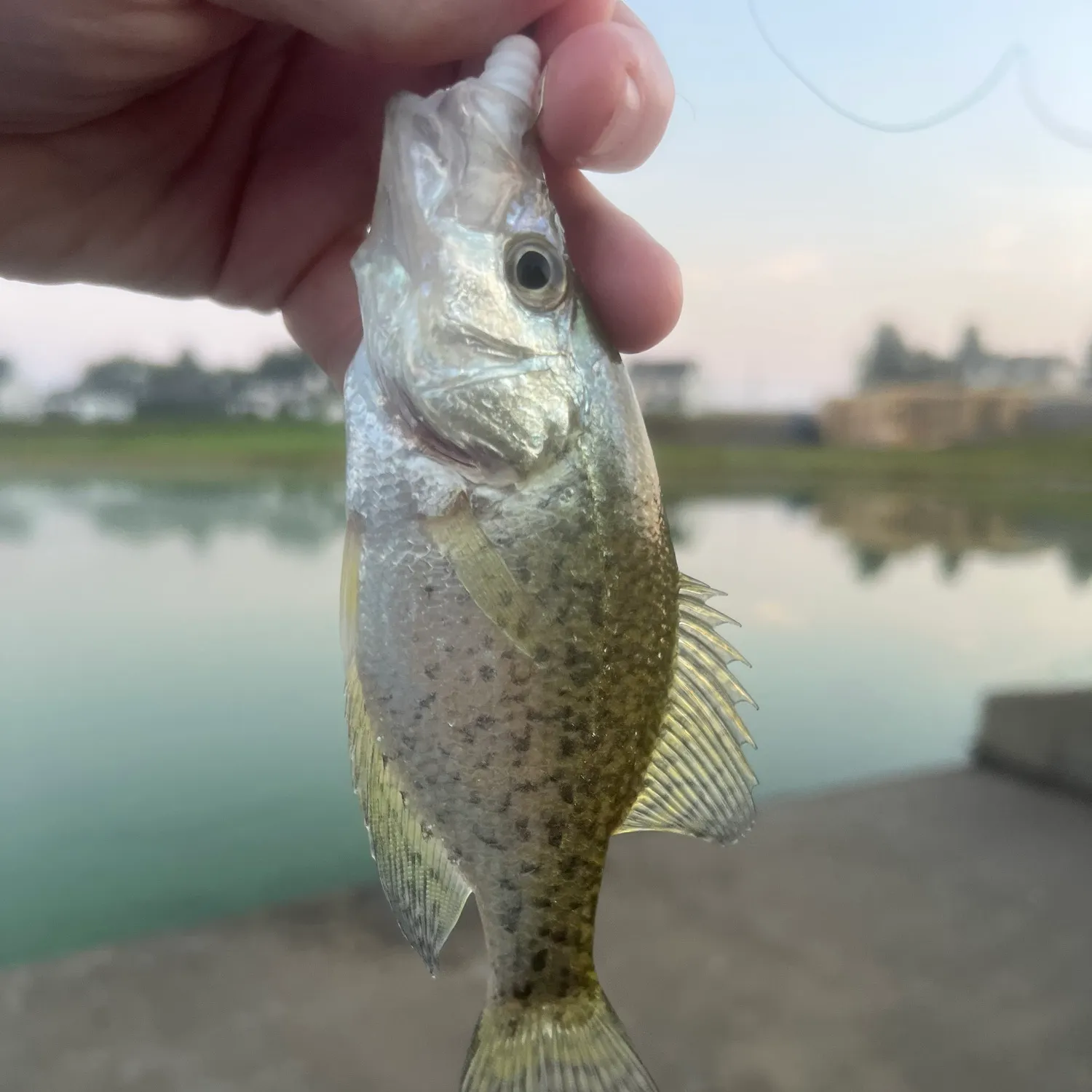 White crappie caught on Fishbrain