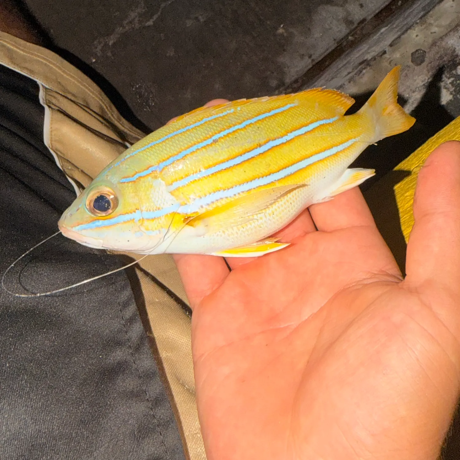 The most recent Common bluestripe snapper catches on Fishbrain