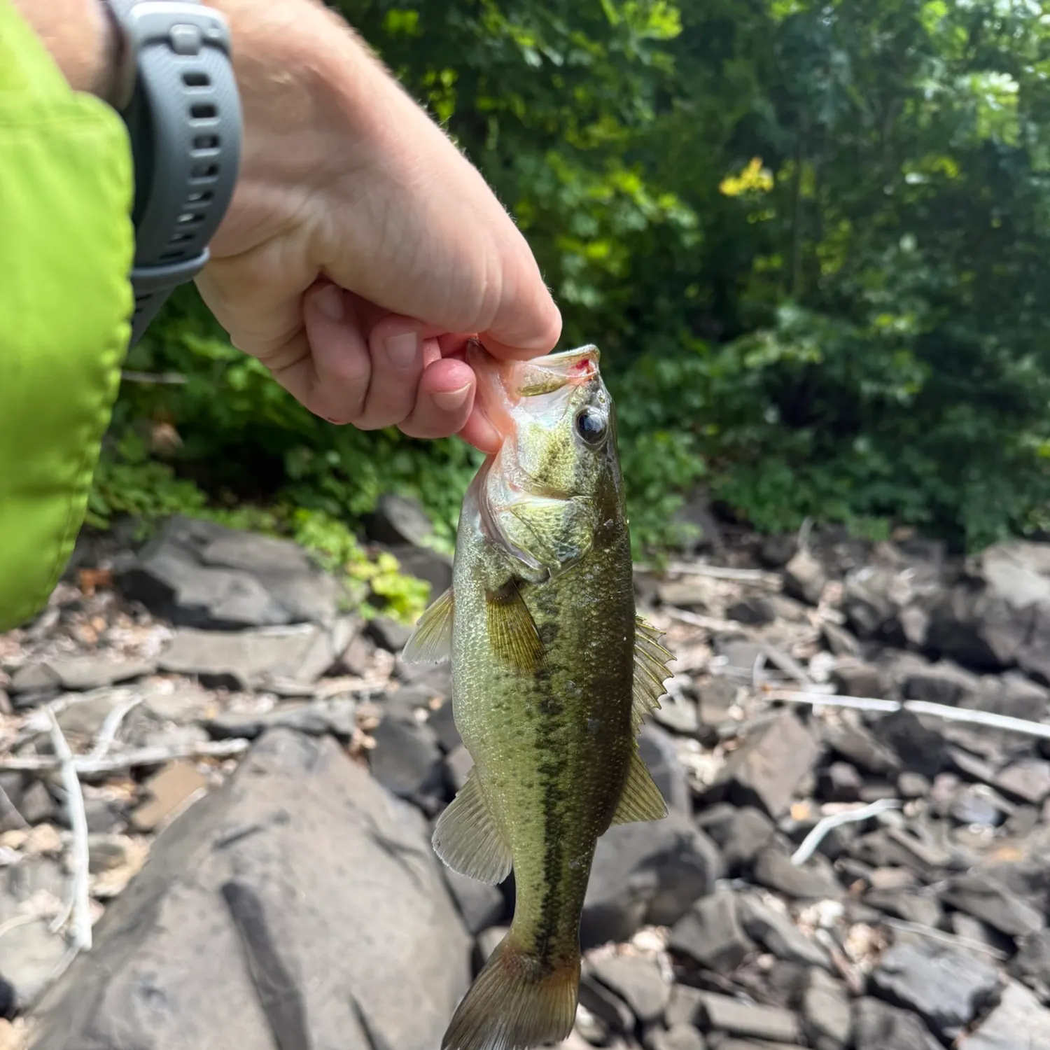 The most recent Largemouth bass catches on Fishbrain