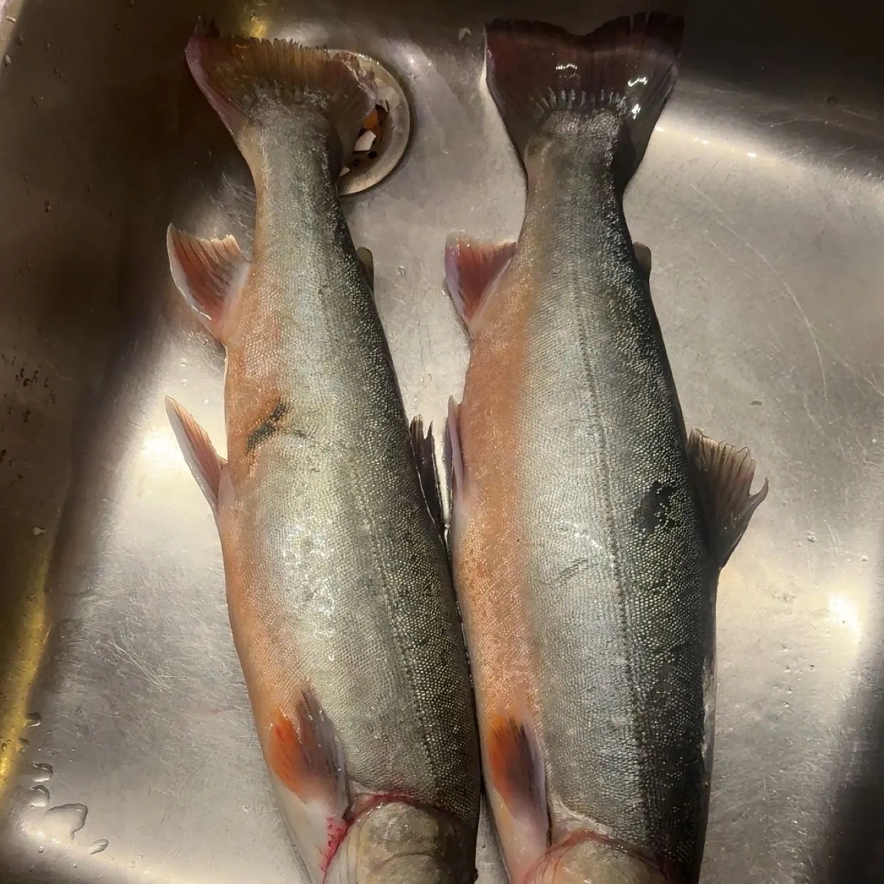 The most recent Arctic char catches on Fishbrain