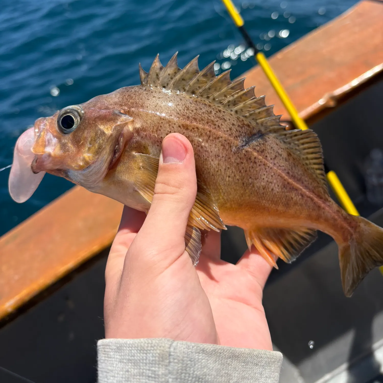 The most recent Speckled rockfish catches on Fishbrain
