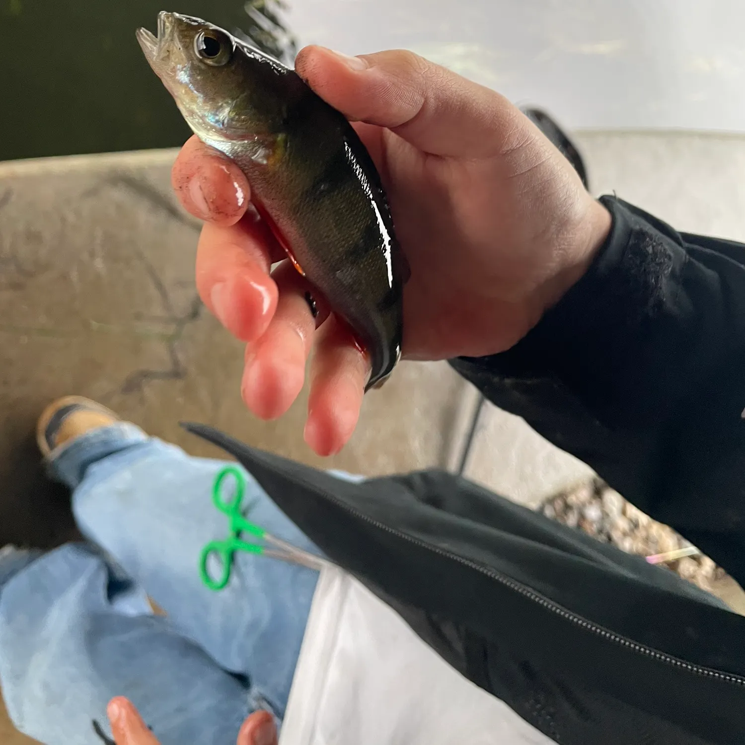 European perch caught on Fishbrain