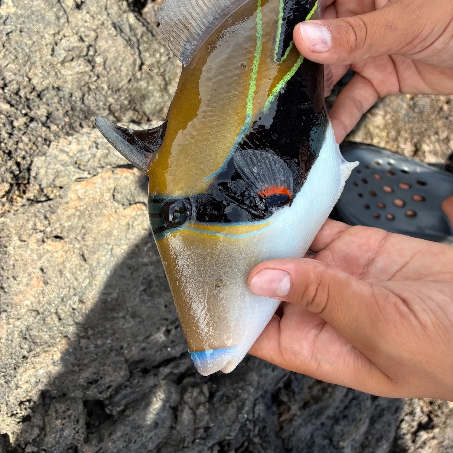 The most recent Wedge-tail triggerfish catches on Fishbrain