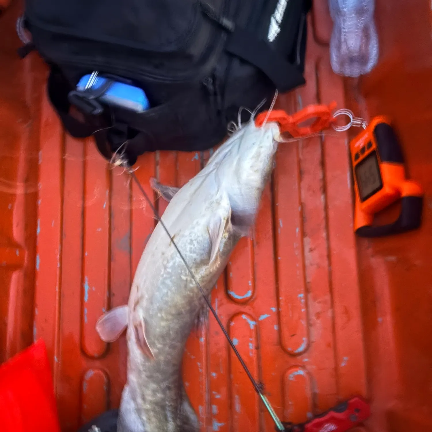 Flathead catfish caught on Fishbrain