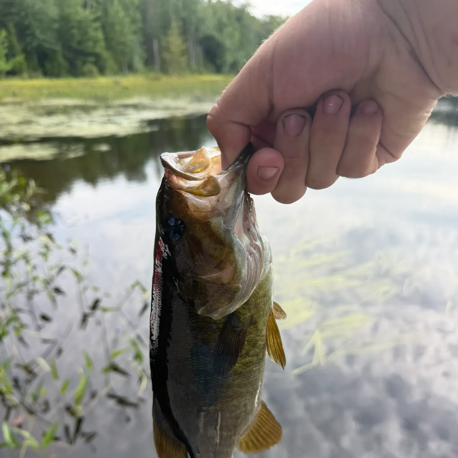 Smallmouth bass caught on Fishbrain