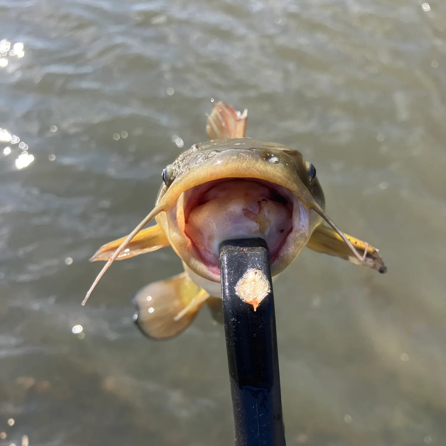 The most recent Black bullhead catches on Fishbrain