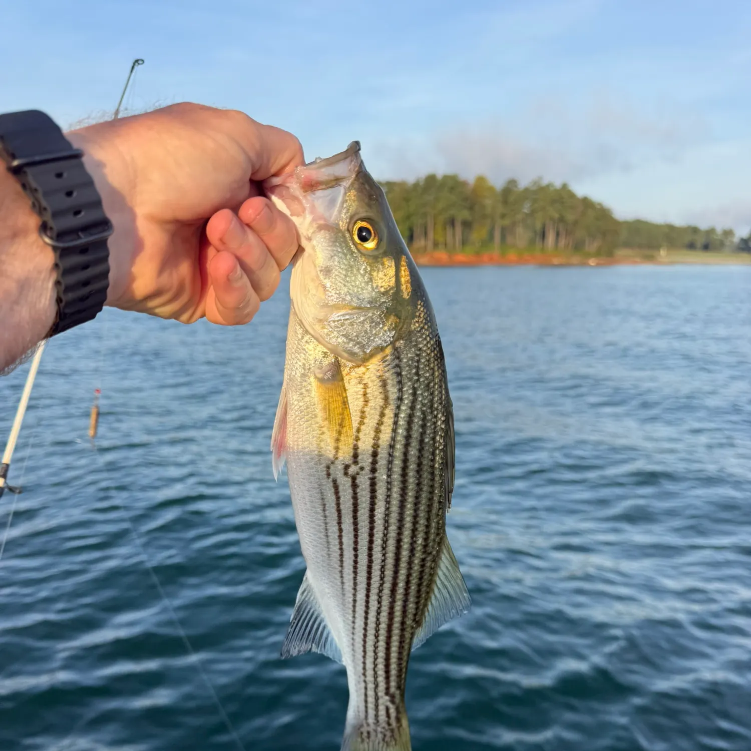 Striped bass caught on Fishbrain