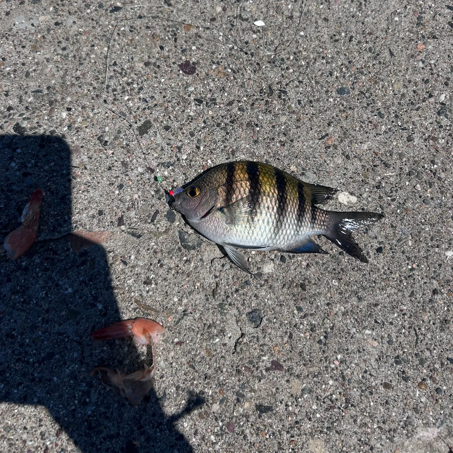 The most recent Sergeant-major catches on Fishbrain