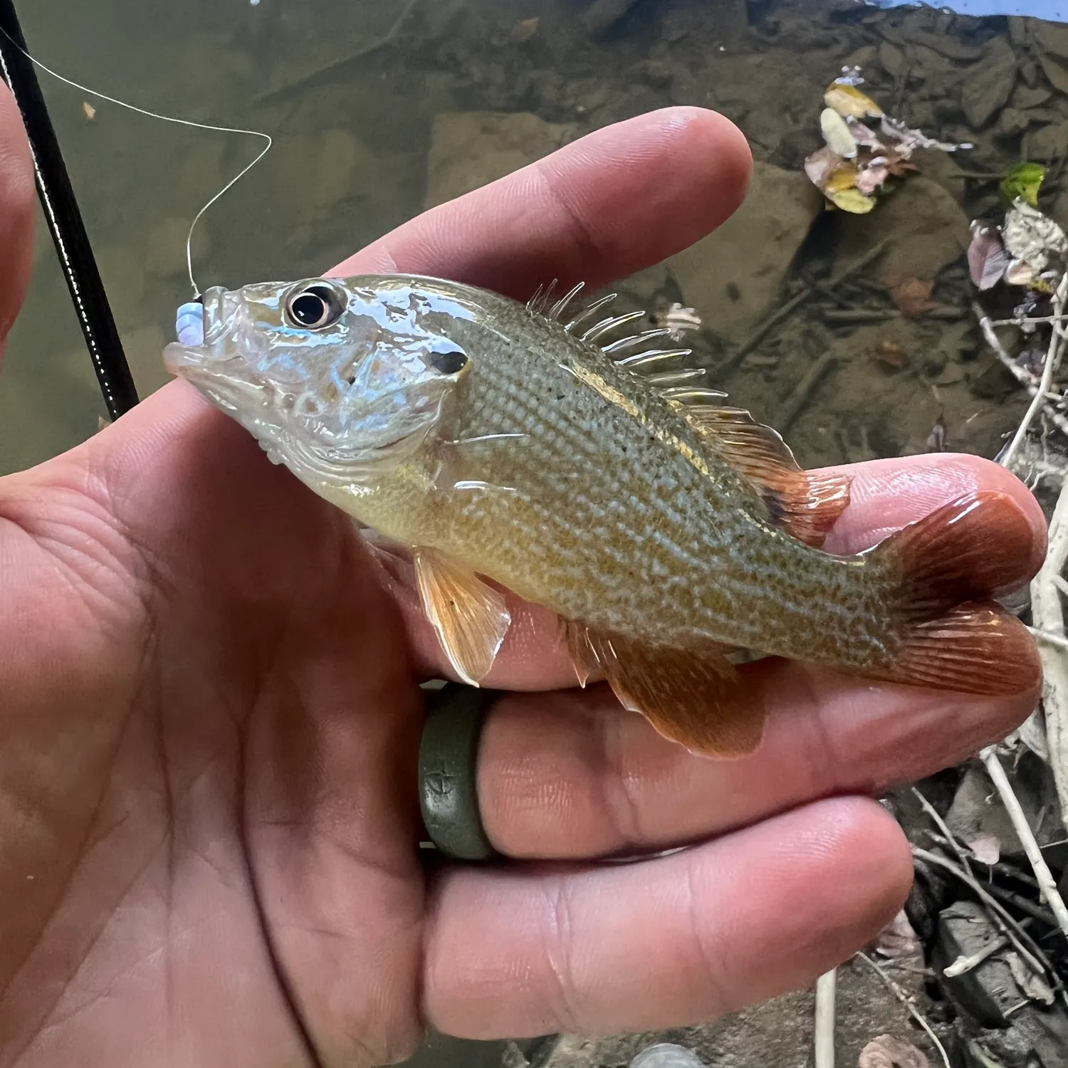 Green sunfish caught on Fishbrain