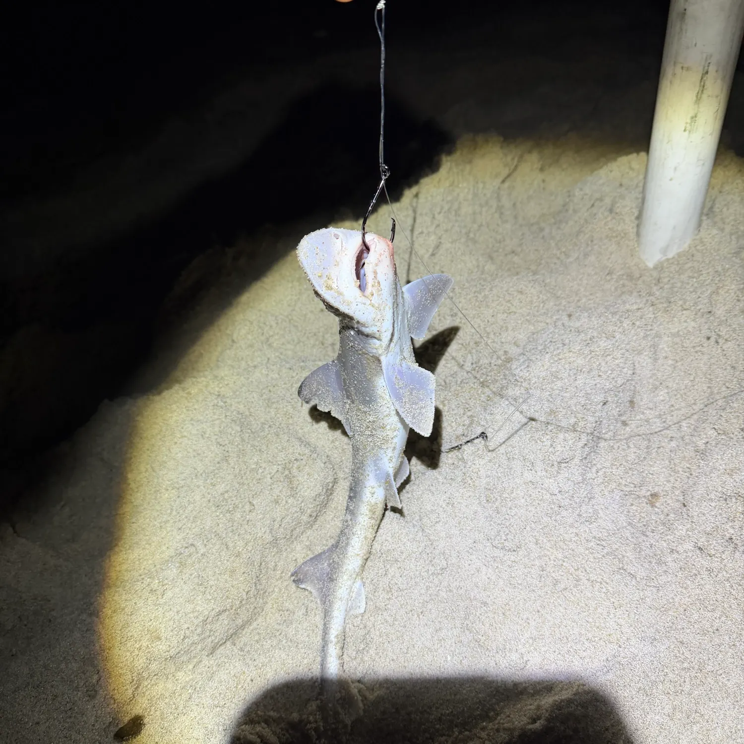 Dusky smooth-hound caught on Fishbrain