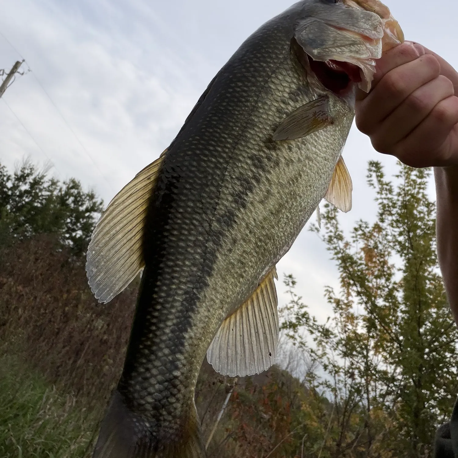 Largemouth bass caught on Fishbrain