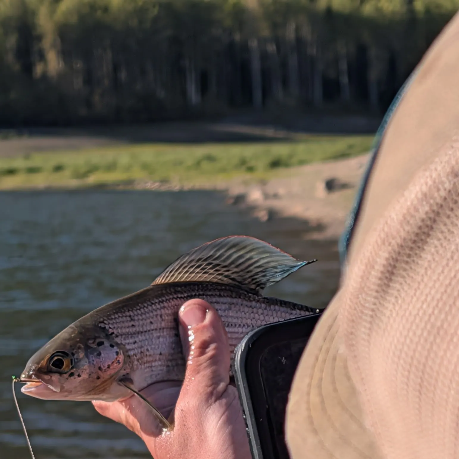 Arctic grayling caught on Fishbrain