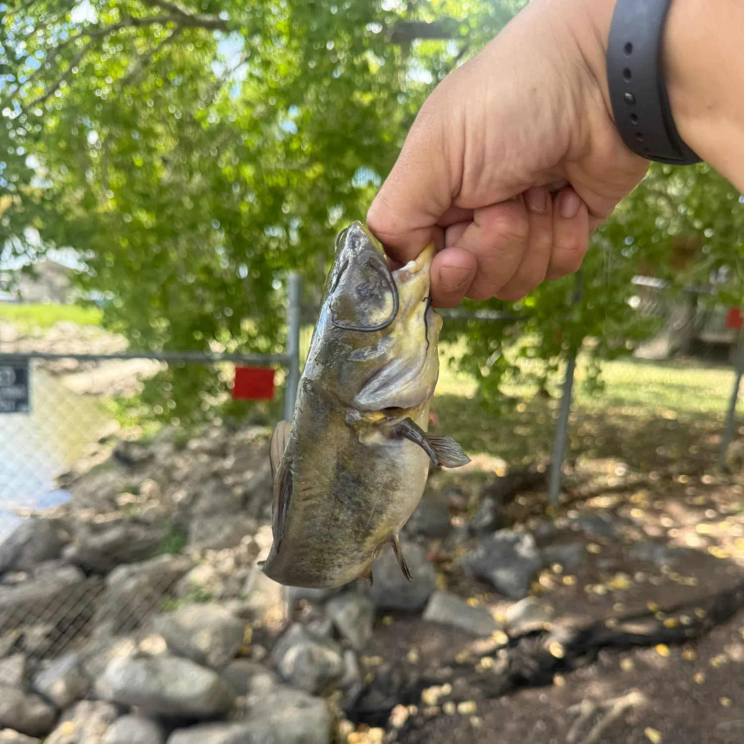 Yellow bullhead caught on Fishbrain