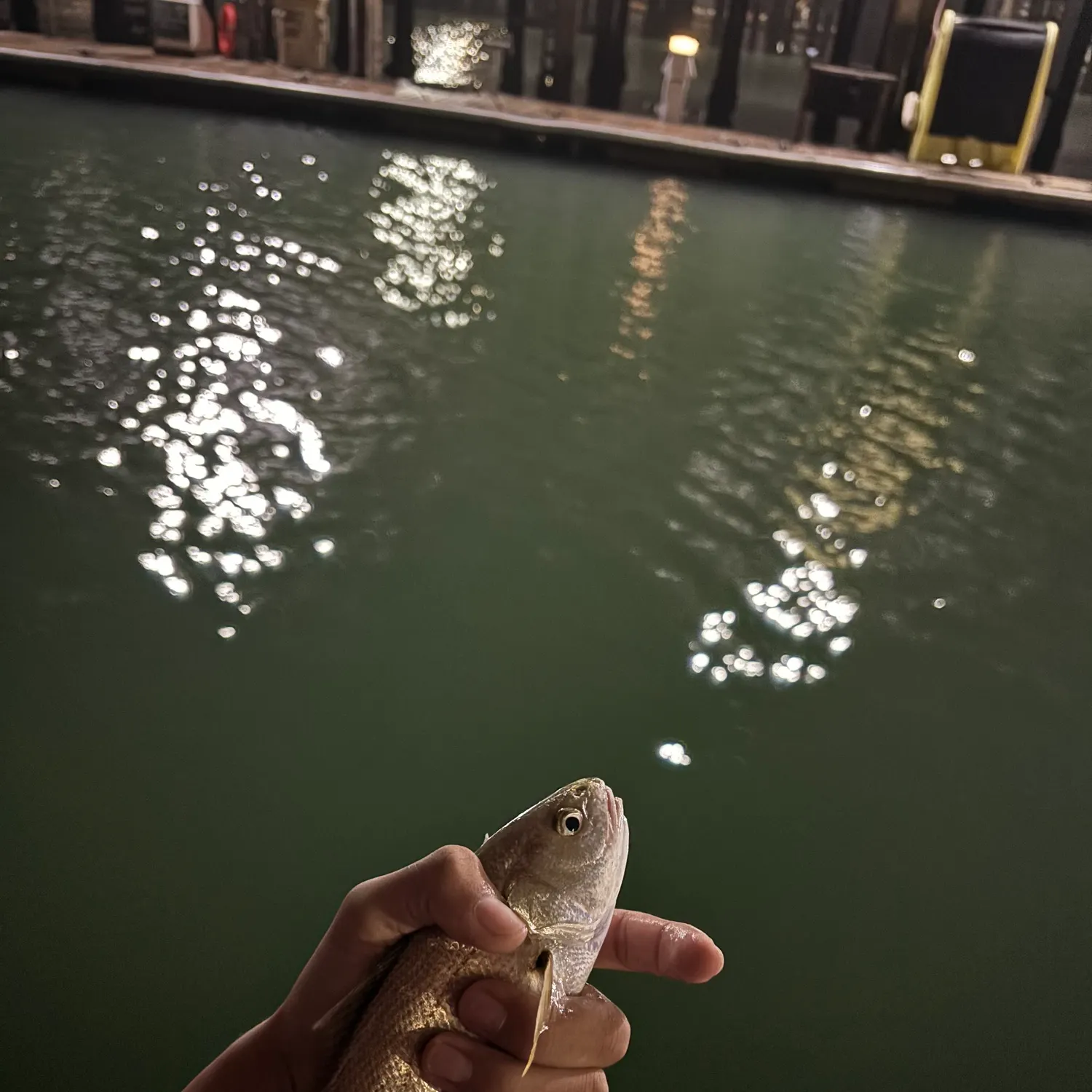 The most recent White croaker catches on Fishbrain