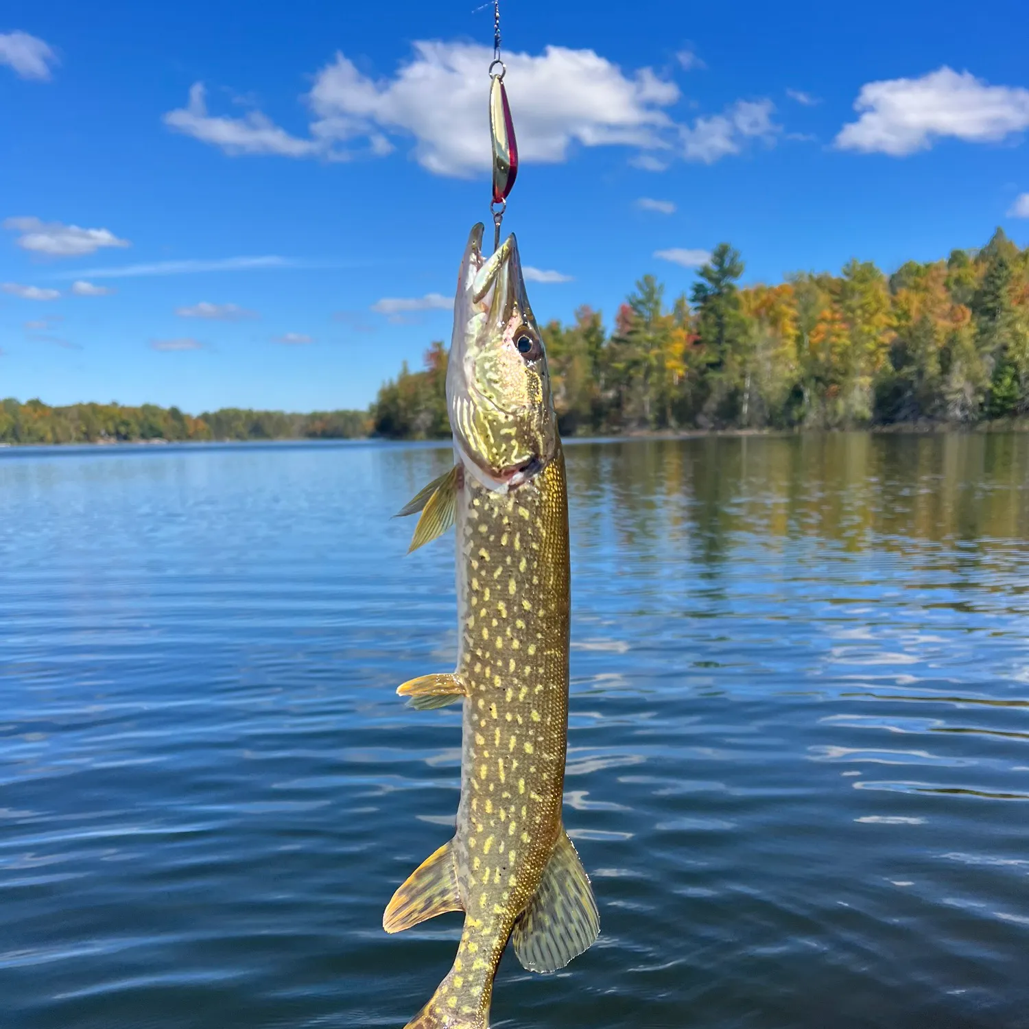 Northern pike caught on Fishbrain
