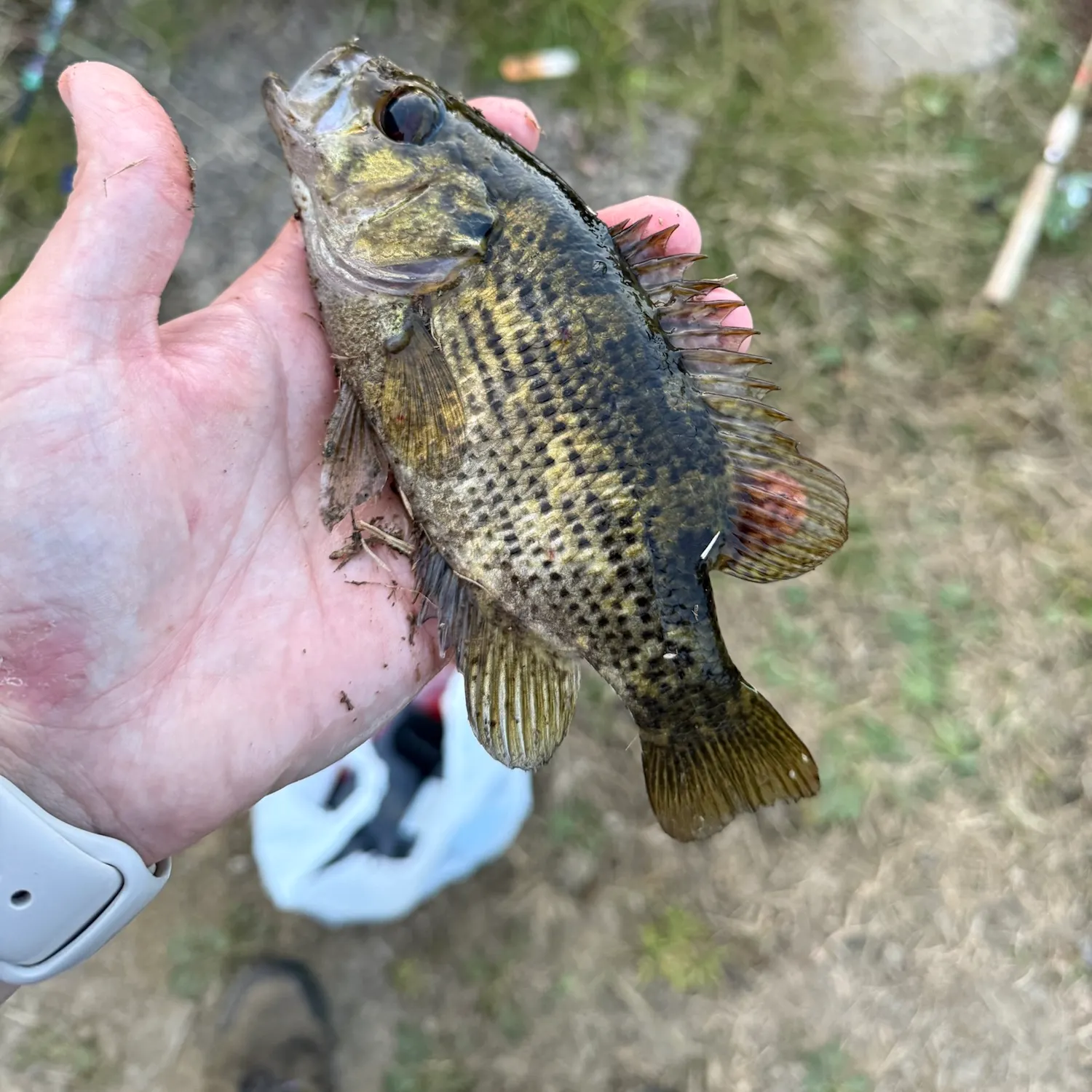 Rock bass caught on Fishbrain