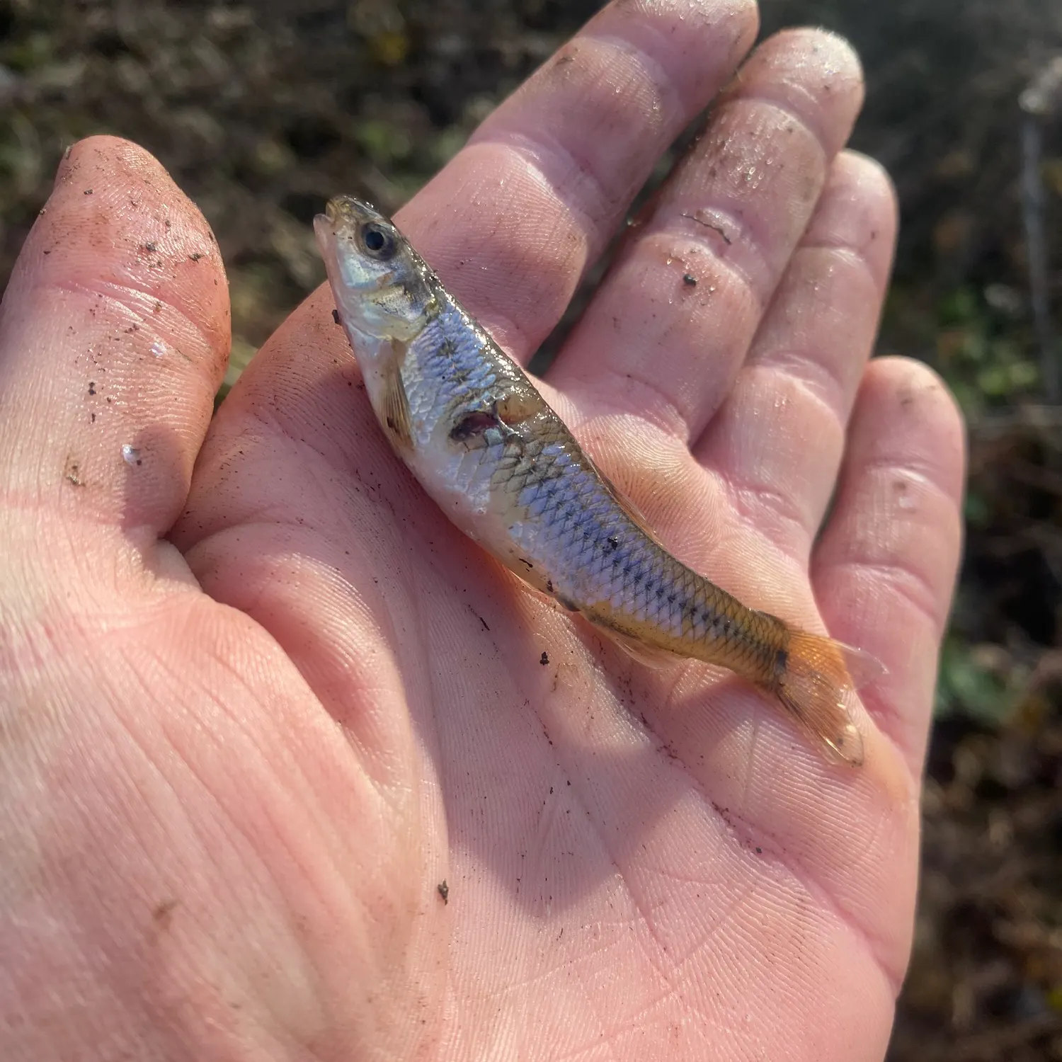 The most recent Sand shiner catches on Fishbrain