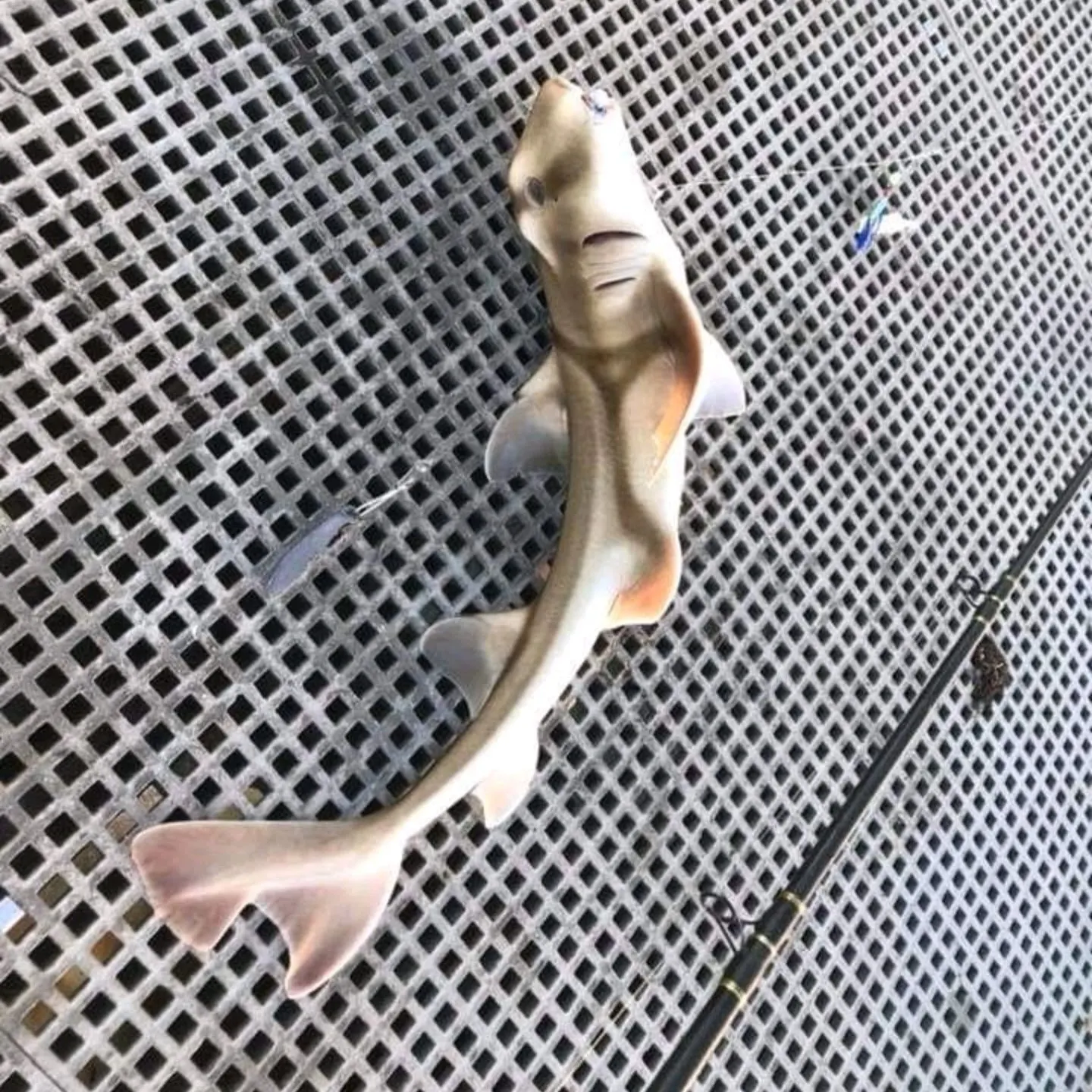 The most recent Cape elephantfish catches on Fishbrain