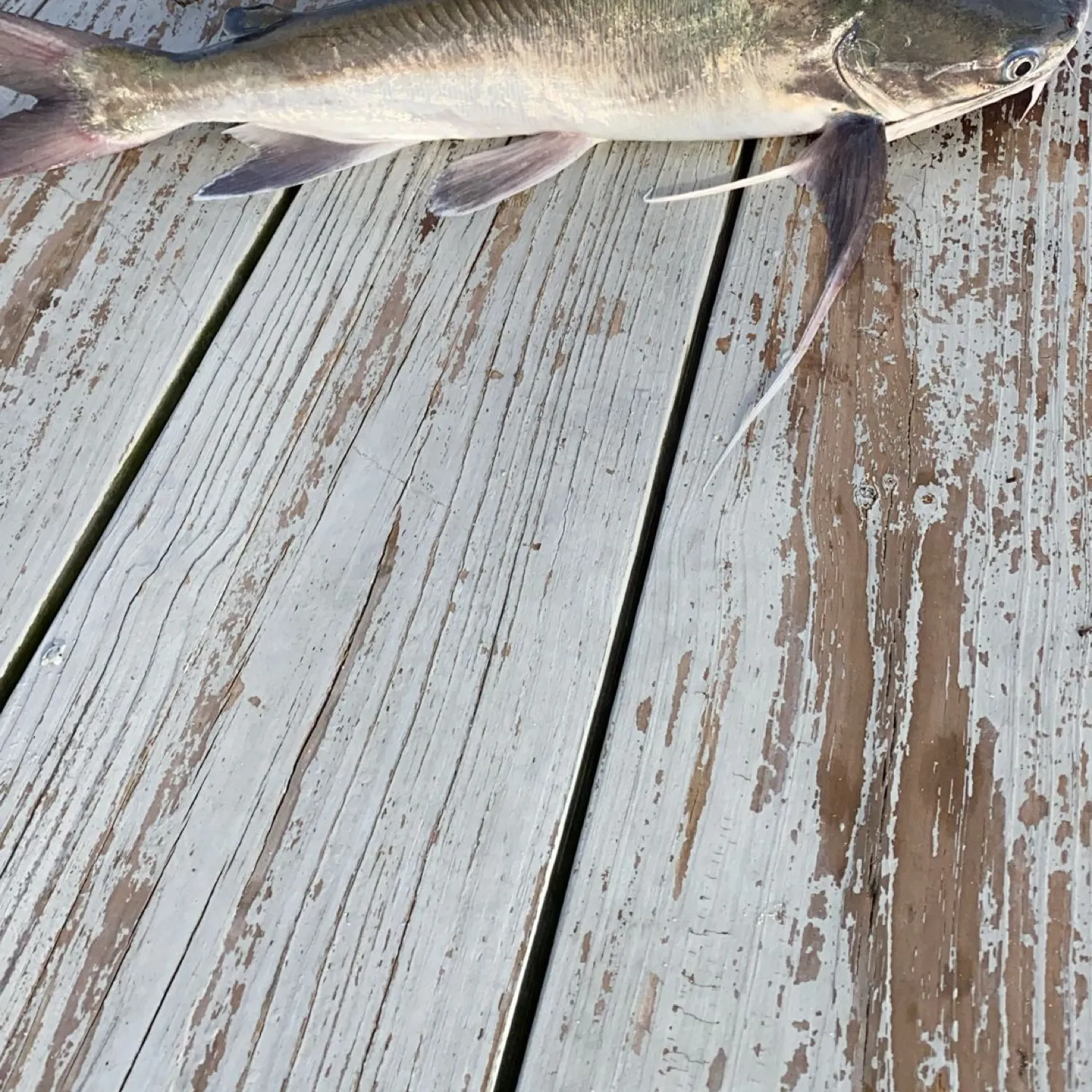 most liked catch image