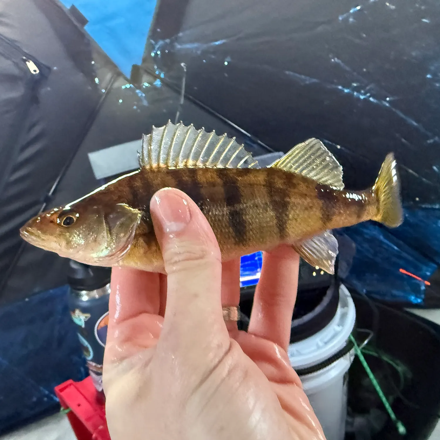 The most recent Yellow perch catches on Fishbrain