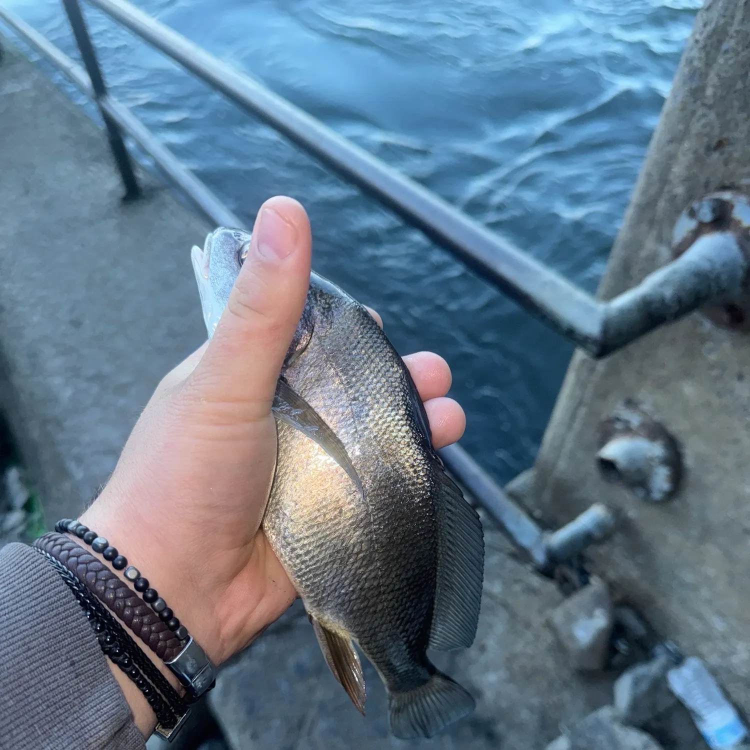 Freshwater drum caught on Fishbrain