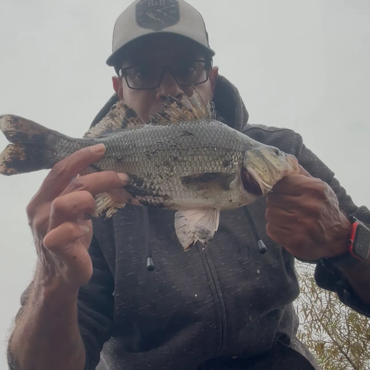 Striped bass caught on Fishbrain