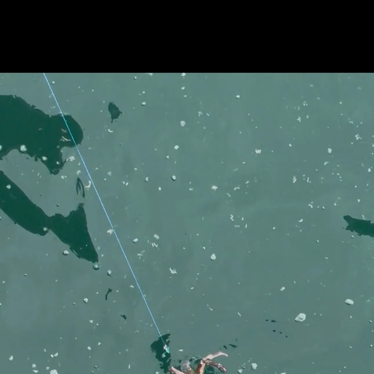 The most recent Alaskan king crab catches on Fishbrain
