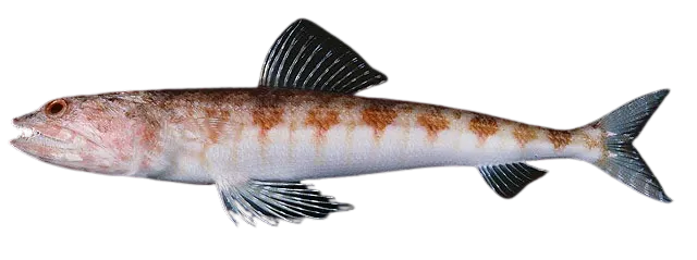 Red lizard fish