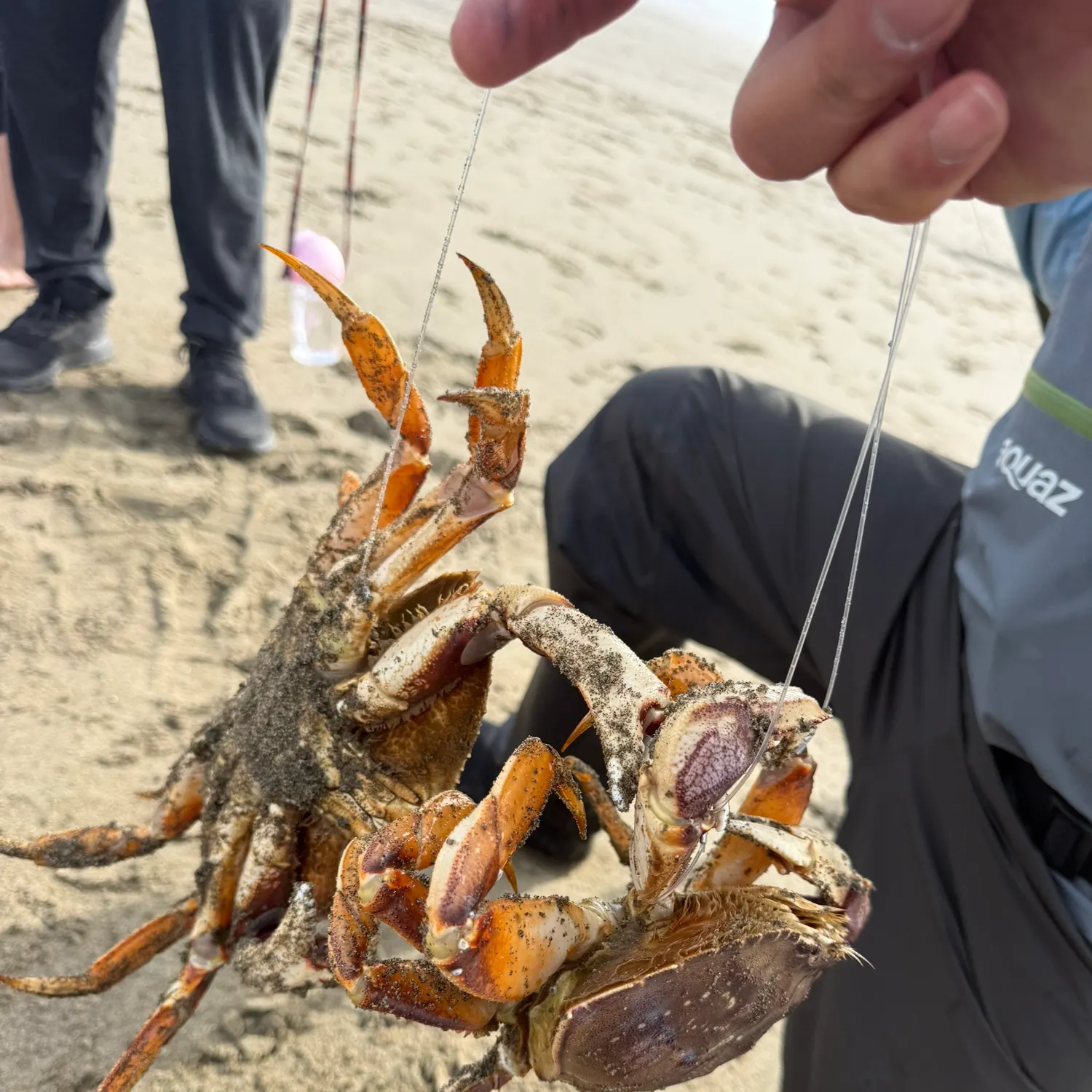 The most recent Dungeness crab catches on Fishbrain