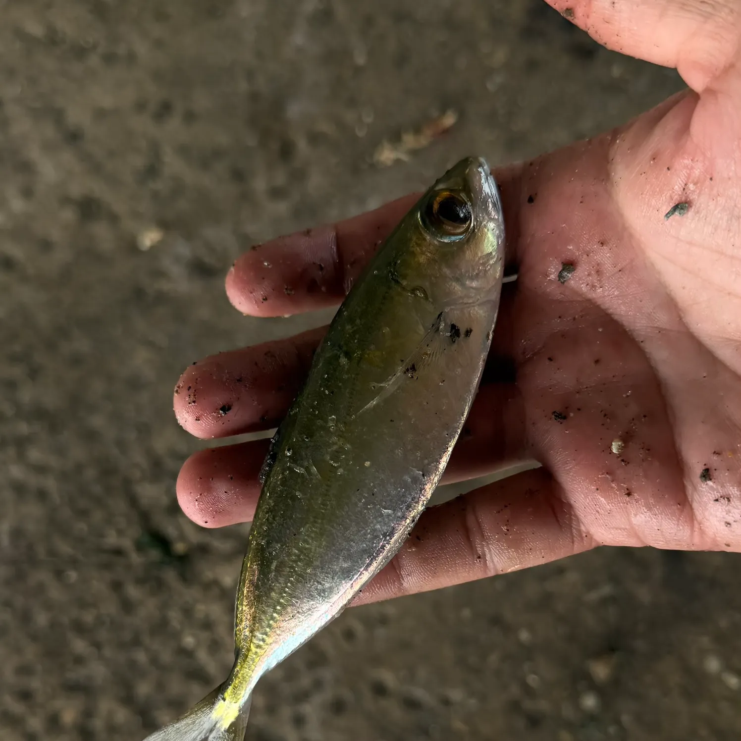 The most recent Bigeye scad catches on Fishbrain