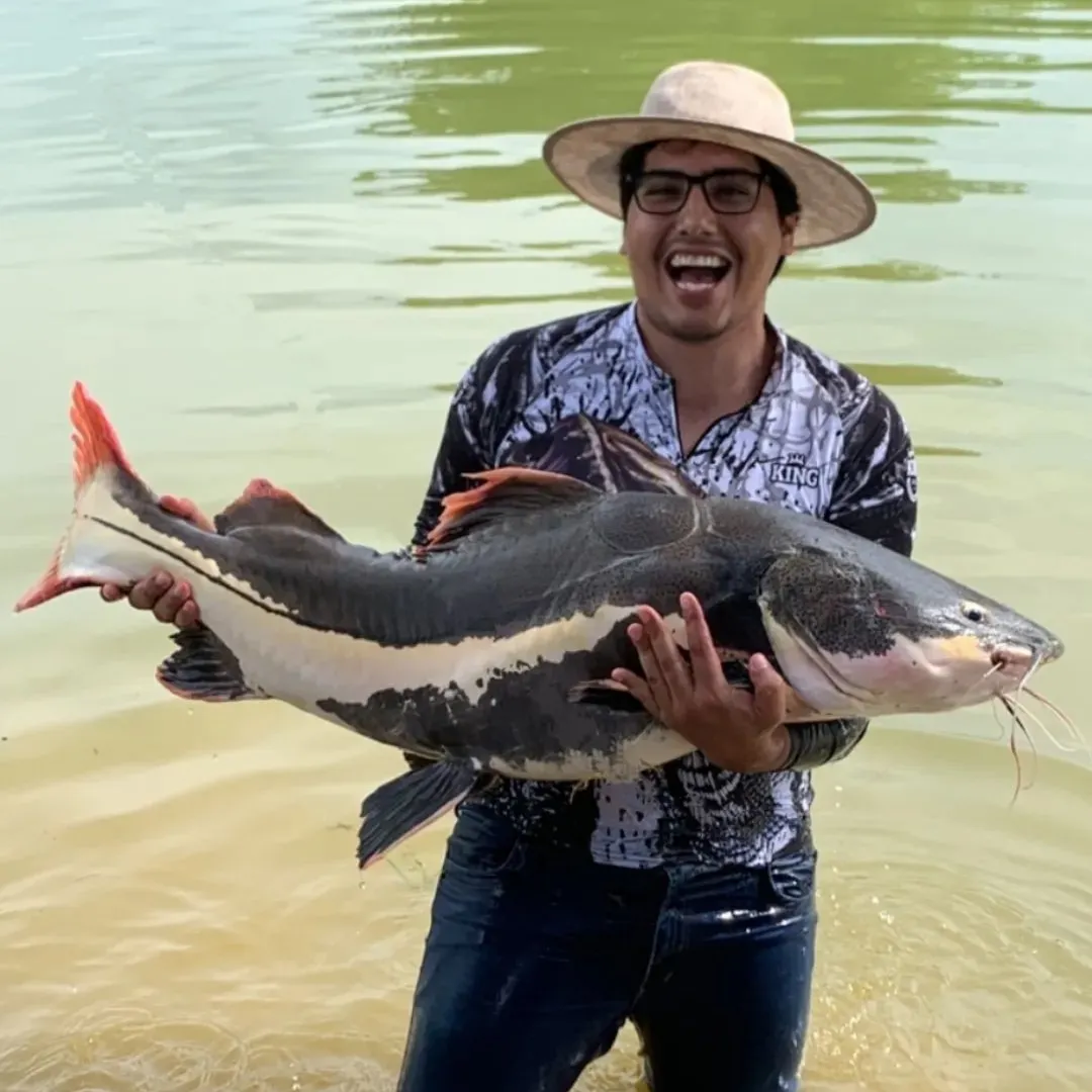 The most recent Redtail catfish catches on Fishbrain
