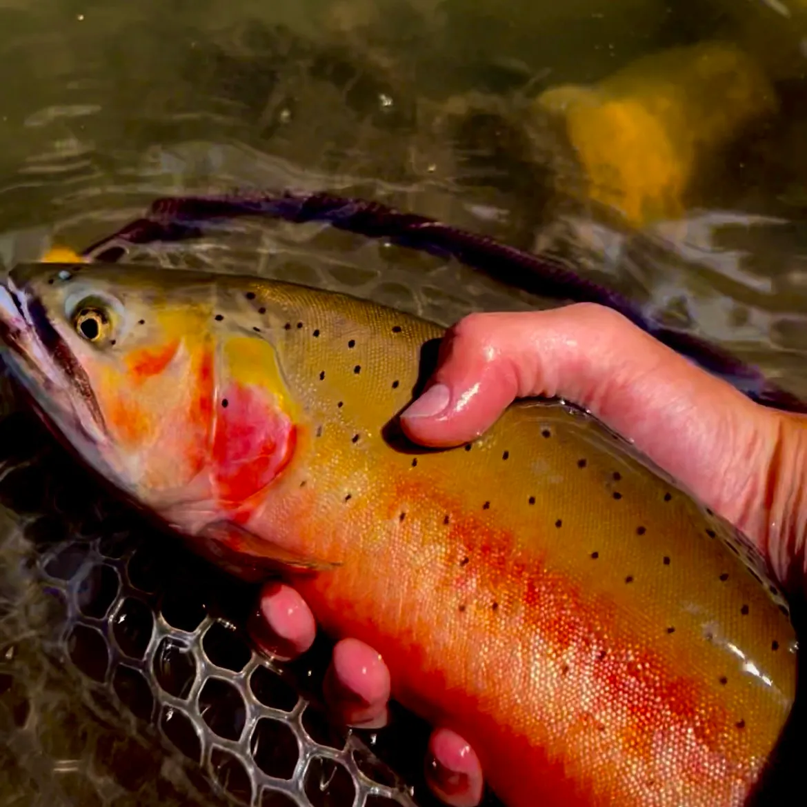 The most recent Rio Grande cutthroat trout catches on Fishbrain