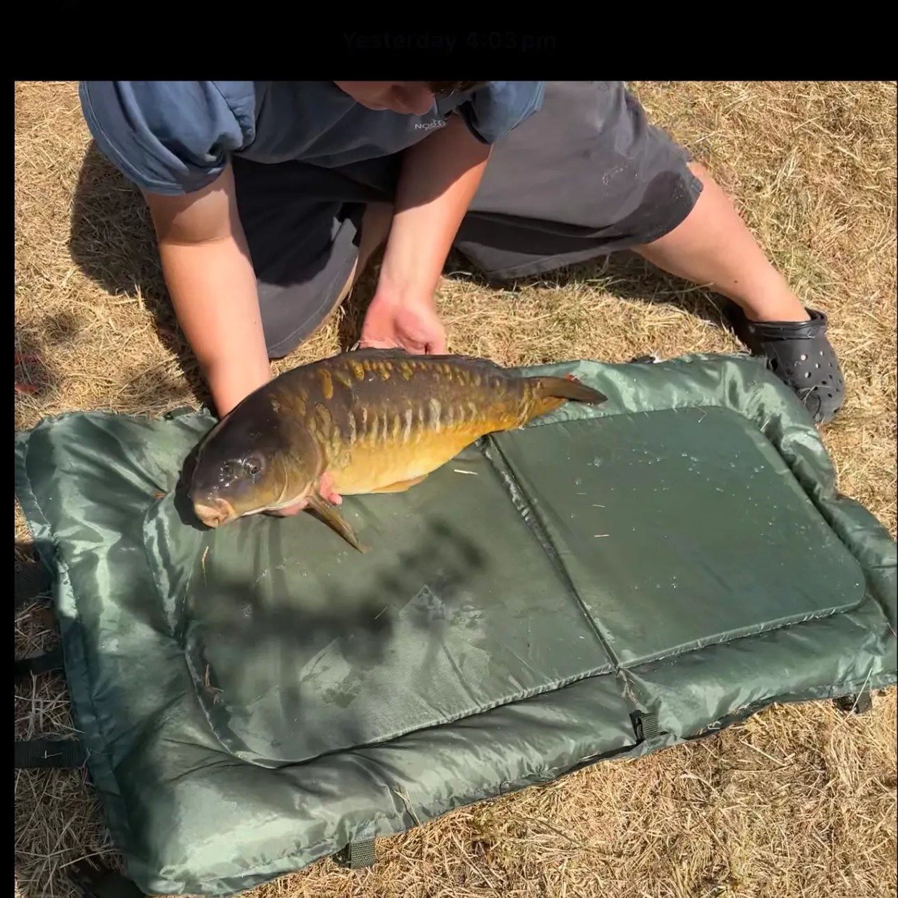 Mirror carp caught on Fishbrain