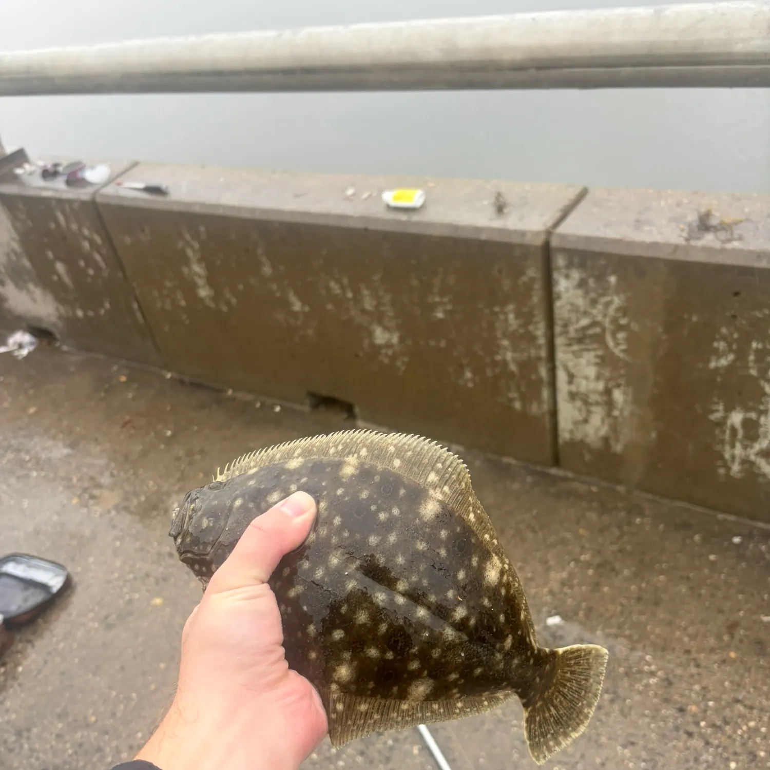 Summer flounder caught on Fishbrain