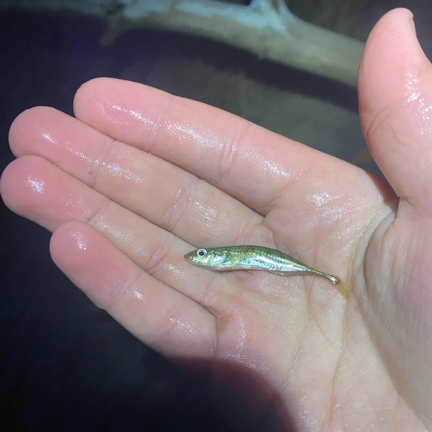 The most recent Atlantic silverside catches on Fishbrain