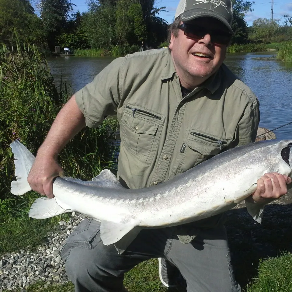 The most popular recent Lake sturgeon catch on Fishbrain