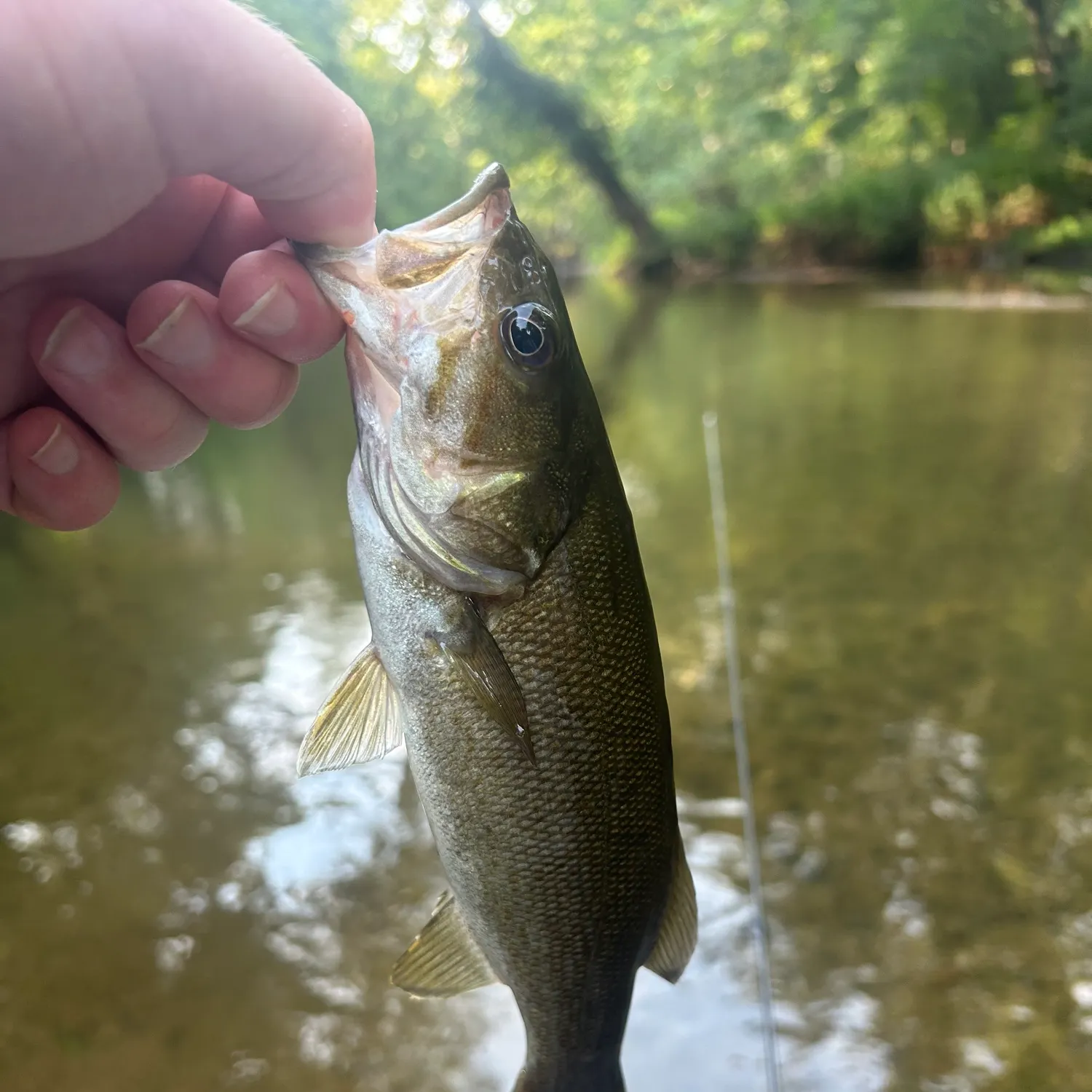 Smallmouth bass caught on Fishbrain