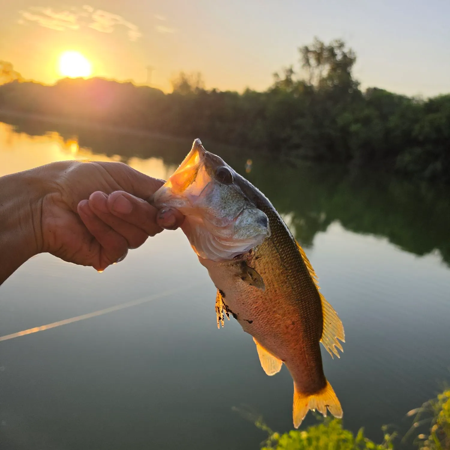 Largemouth bass caught on Fishbrain